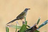 Wedge-tailed Grass-Finchborder=